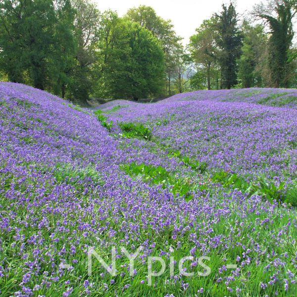 In May the woods have a bluebell carpet.