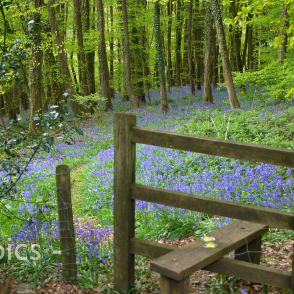 Bluebell Wood, near Trellech