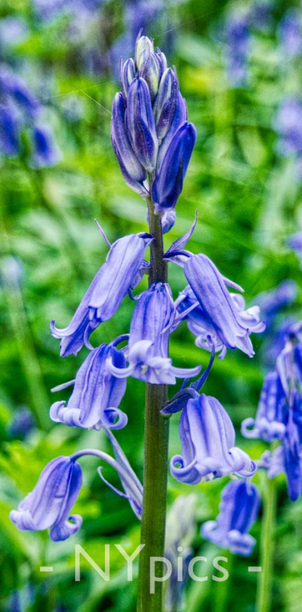 Bluebells at Coed y Bwnydd