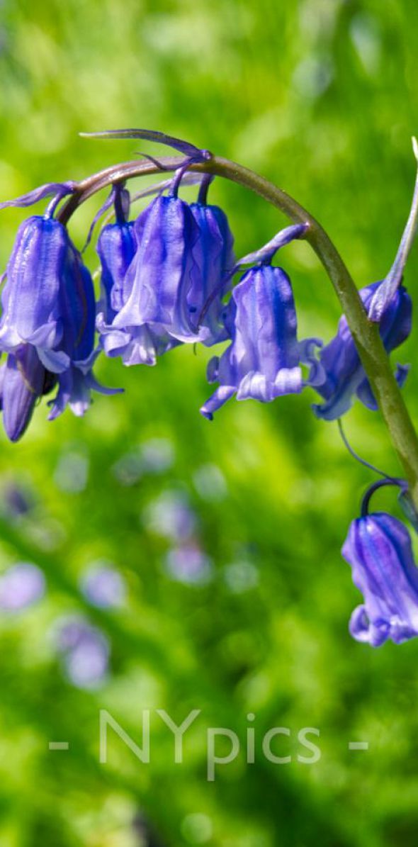 Bluebells