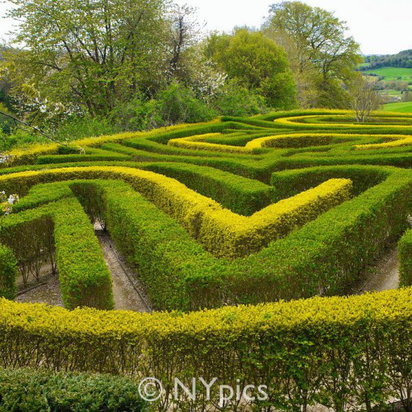 250 Hedge Maze At at The Rococo Garden, Gloucestershire