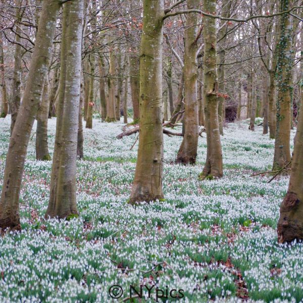 Snowdrops At Welford Park
