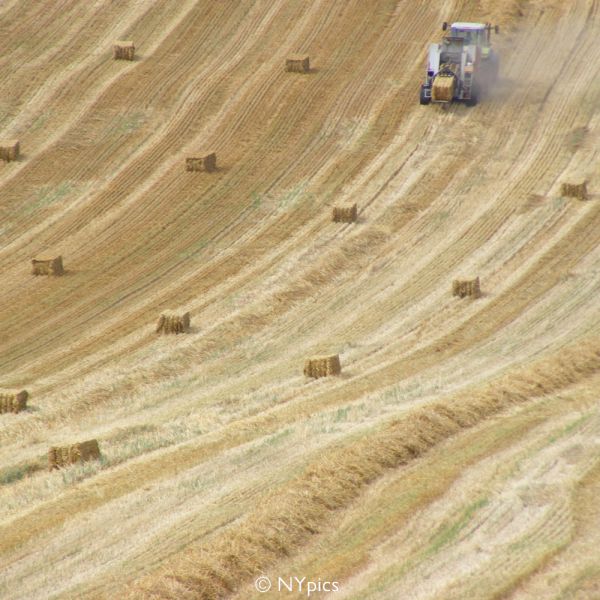 Haymaking In The Surrey Hills