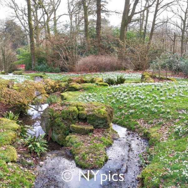 Snowdrops In The Grounds Of Batsford House, 