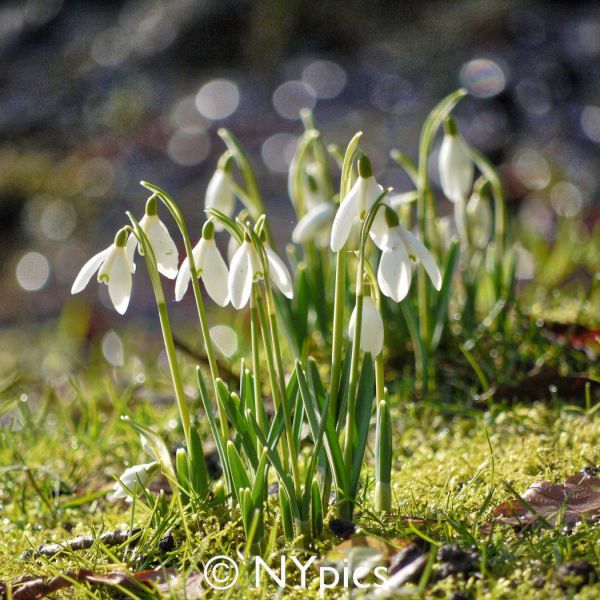 Snowdrops At Batsford