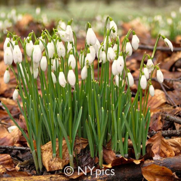 Snowdrops At Welford Park, Newbury. Berkshire