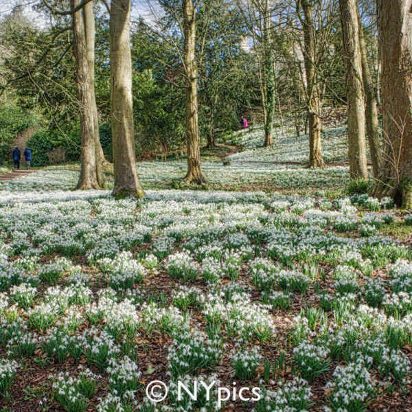 Snowdrops At Painswick Rococo Garden