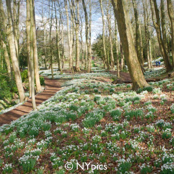 Snowdrops At Painswick Rococo Garden