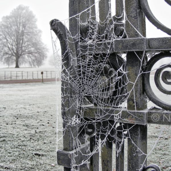 Frosty Cobwebs On Old Cast Iron Gates