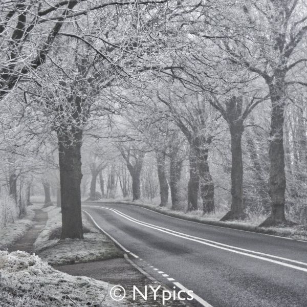 Frosty Tree Lined Road