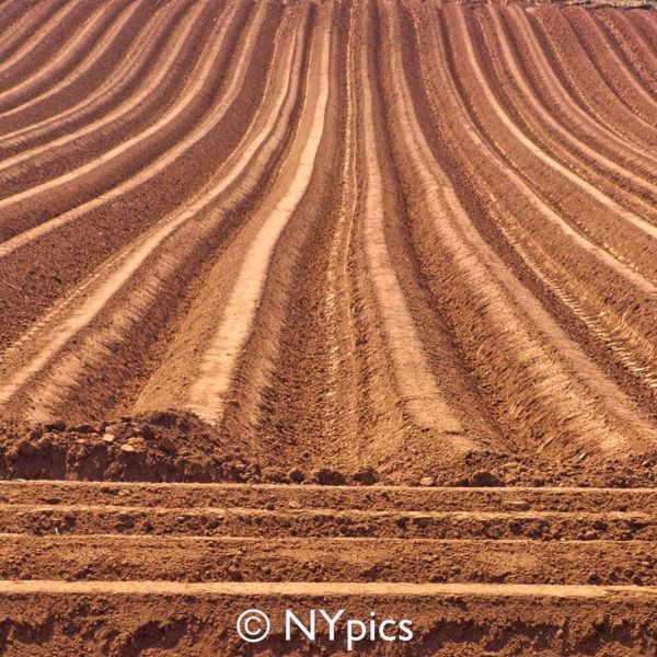  Field Prepared For Planting Potatoes