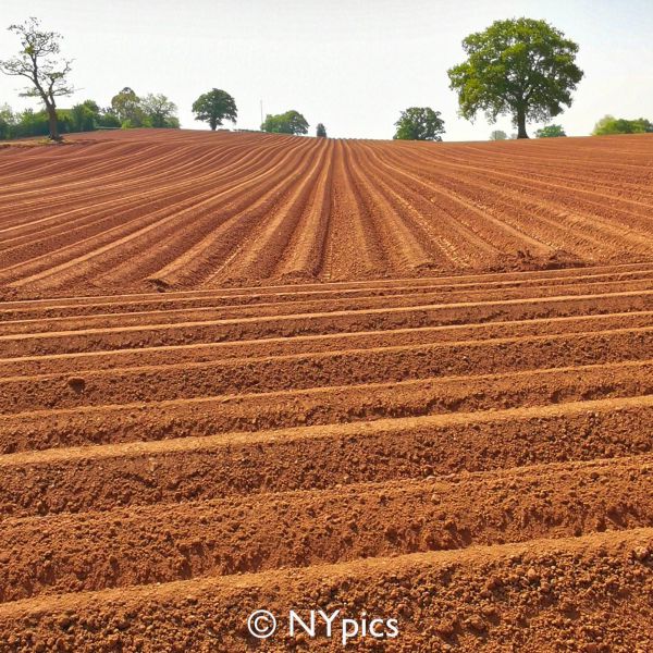  Field Prepared For Planting Potatoes