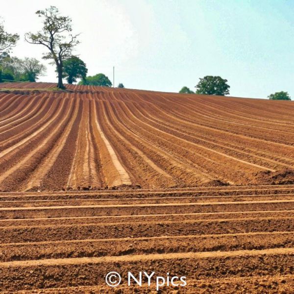  Field Prepared For Planting Potatoes