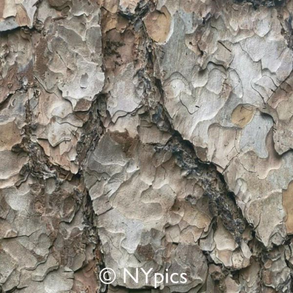 Tree Bark