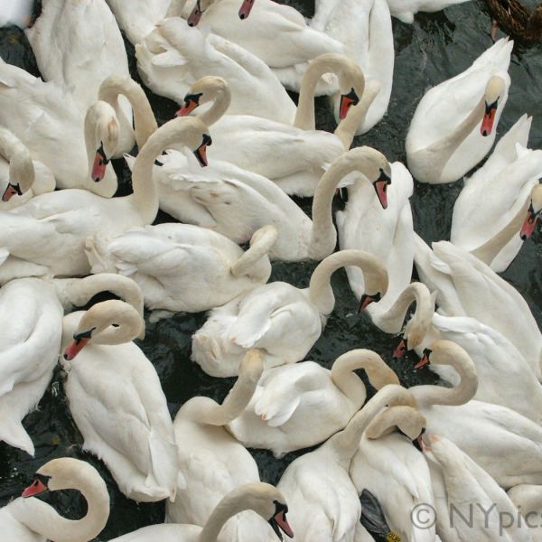 Flock Of Swans