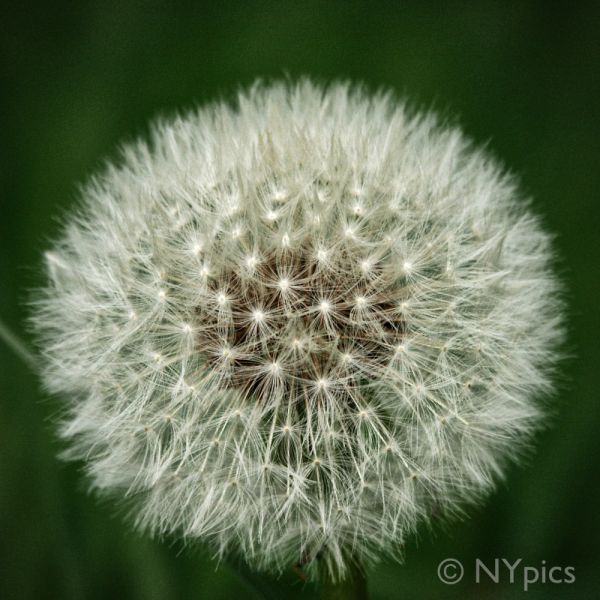 Dandelion Clock