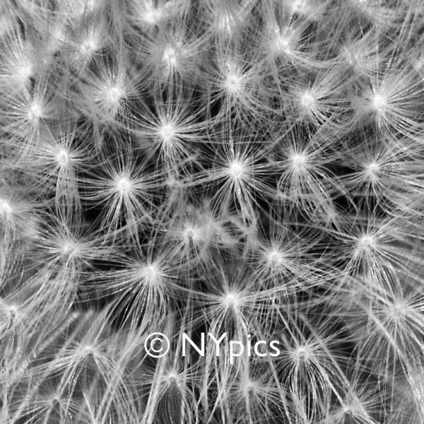 Dandelion Clock